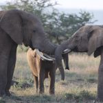 Ekorian's Mugie Camp Laikipia