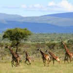 Encounter Mara location giraffe