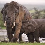 Encounter Mara elephant
