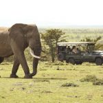 Encounter Mara game drive