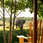 Ol Pejeta bush camp view of elephant from family tent