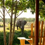 Ol Pejeta Bush Camp View Of Elephant From Family Tent