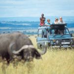 Rekero camp game drive buffalo