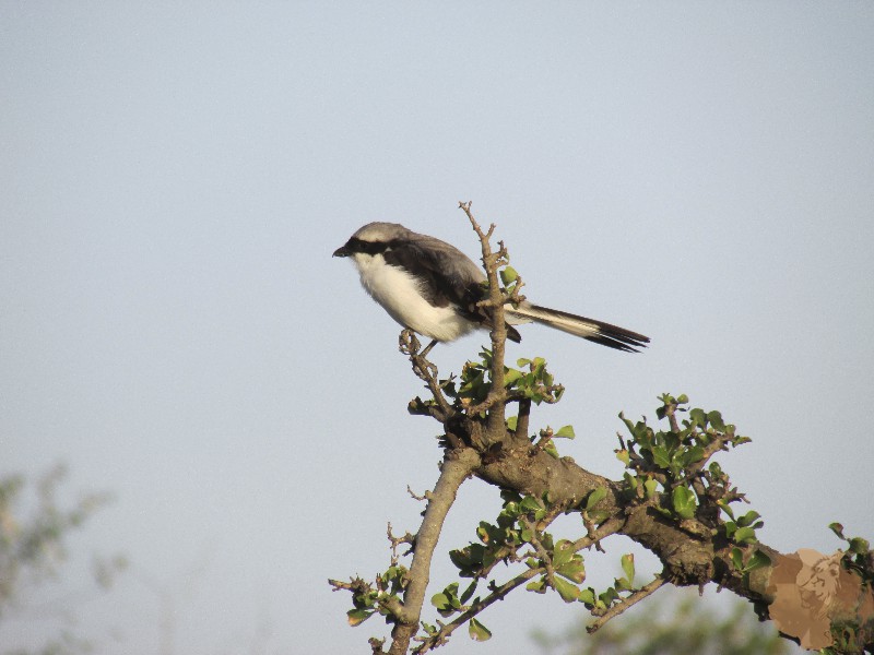 Travel to Kenya to get to know the birds