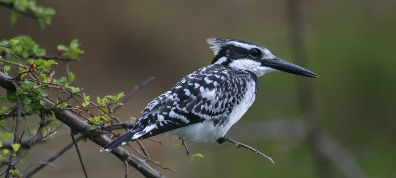 Travel to Kenya to get to know the birds