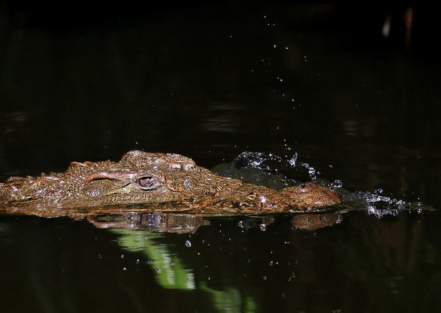 Travel to Kenya to get to know the crocodiles