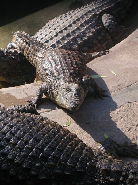 Travel to Kenya to get to know the crocodiles more