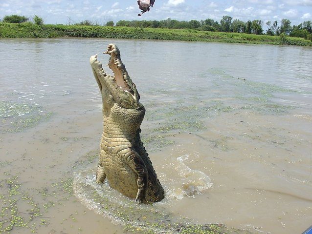 Travel to Kenya to get to know the crocodiles