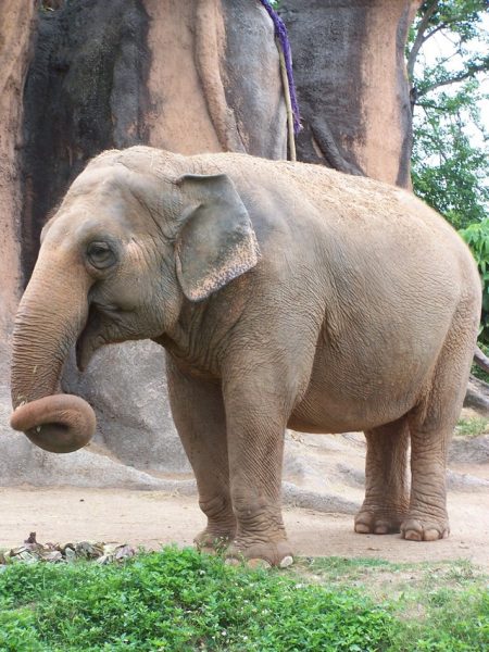 Travel to Kenya to get to know the elephants