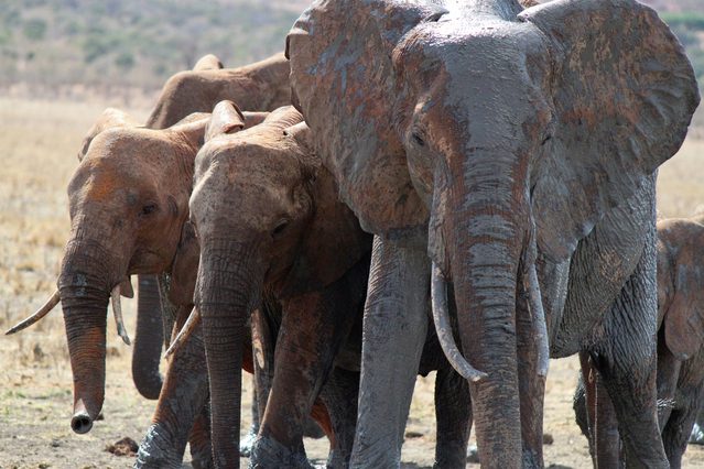 Travel to Kenya to get to know the elephants