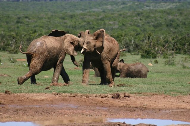 Travel to Kenya to get to know the elephants