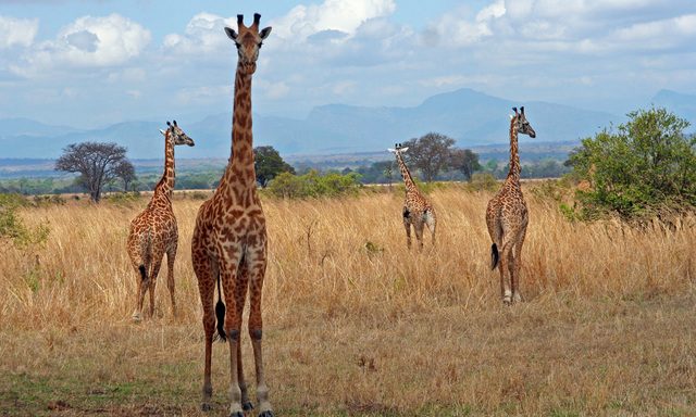 Travel to Kenya to get to know the giraffes