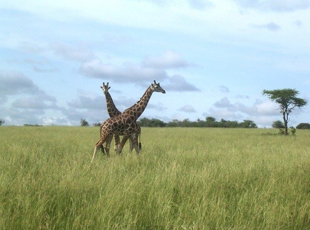 Travel to Kenya to get to know the giraffes