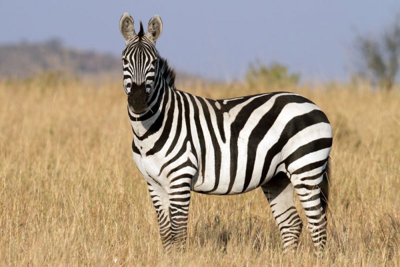 3 Species of zebras