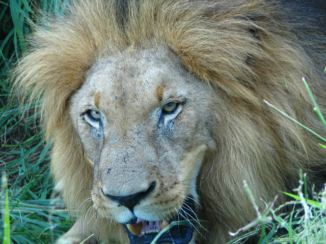 Travel to Kenya to get to know the lions