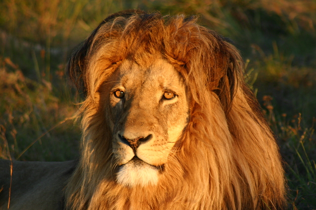 Travel to Kenya to get to know the lions