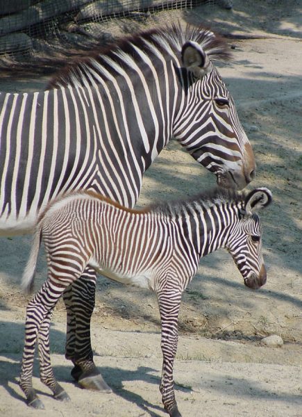 Travel through the Kenyan savannahs