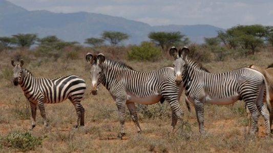 3 Species of zebras