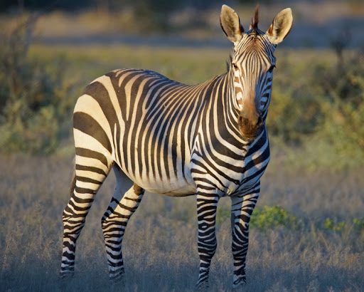 3 Species of zebras