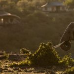 Mahali Mzuri elephant