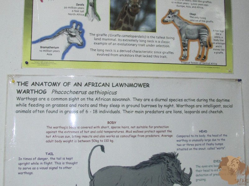 What is wrong with the museums of Kenya?