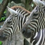 Function of African zebra stripes