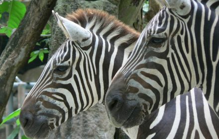 Function of African zebra stripes