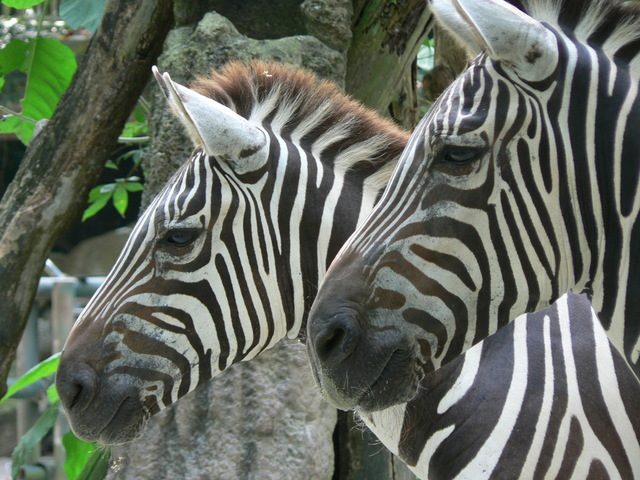 Function of African zebra stripes