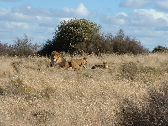 African Lions Decreasing 