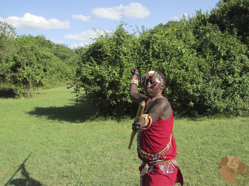 African Lions Decreasing Due To Maasai Culture