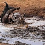 Manyatta Camp Tsavo