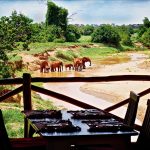 Dining Elephants