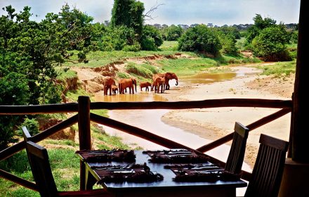 Dining Elephants