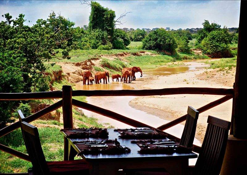 Dining Elephants