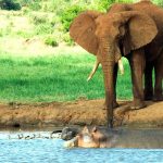 Manyatta Camp Tsavo