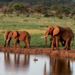 Elephants at Water Hole