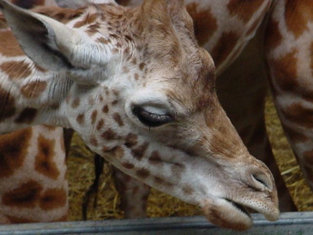 African Giraffes’ Sleeping Patterns