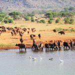 Manyatta Camp Tsavo