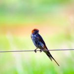 Birds of Tsavo