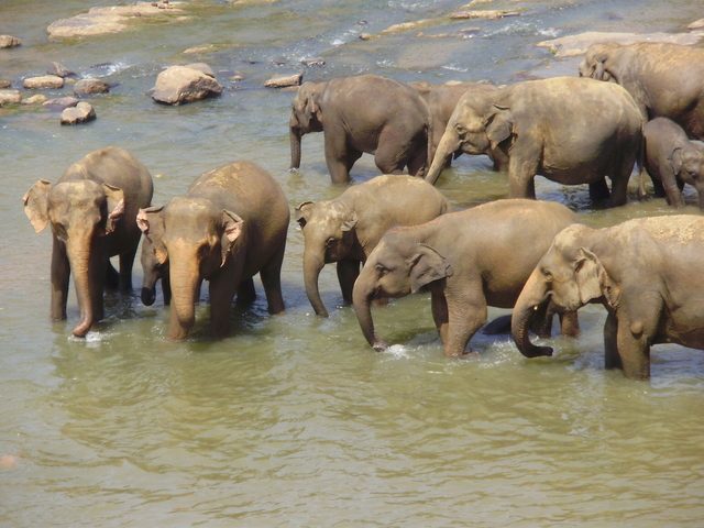 Africa Beckons Elephant Conservationists