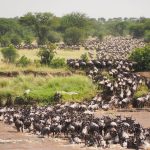 Masai Mara