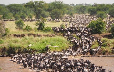 Masai Mara