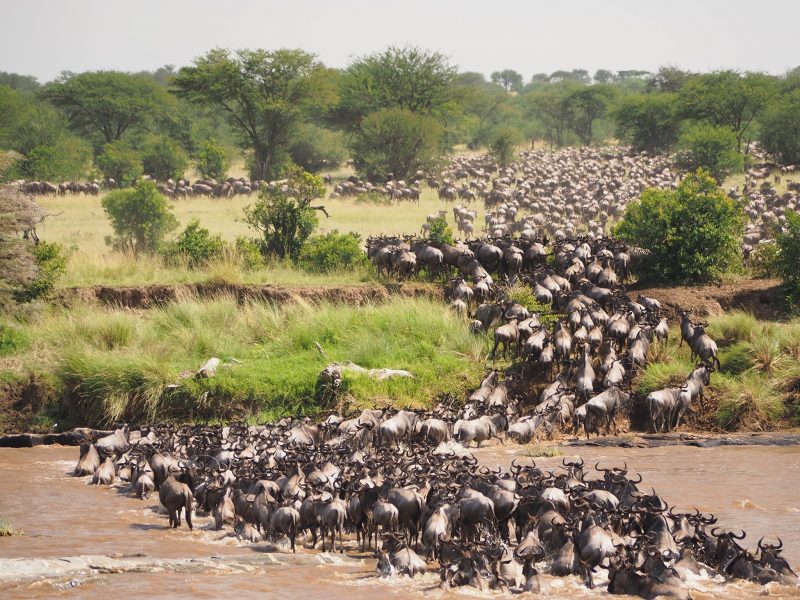 Masai Mara