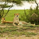 Kenya Wildlife Tour