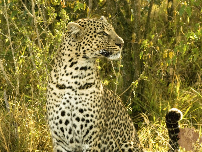 Africa Beckons All Cheetah-Lovers