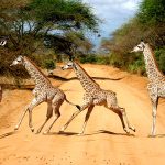 Giraffes