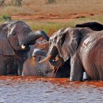Satao camp elephants playing