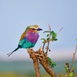 Lake Nakuru lodge bird-watching