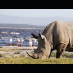 Lake Nakuru national park game drive