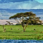 Kenya Lake Naivasha Landscape